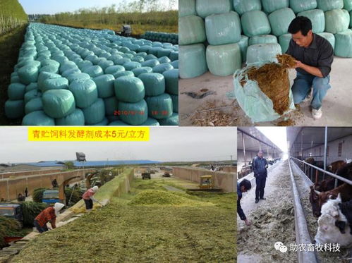 微生物菌种发酵玉米秸秆 简单高效的青储饲料制备与推广价值